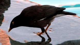 Mynah-Vogel flieht mit Besitzerin aus Afghanistan - und lernt "Bonjour" zu sagen