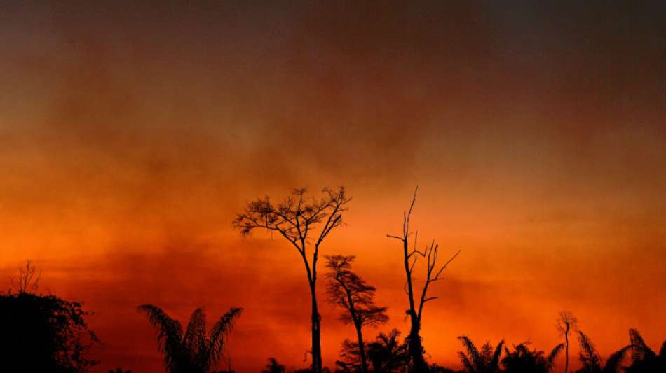 Brasiliens Regierung: Im Juli weniger Regenwald im Amazonas-Gebiet abgeholzt