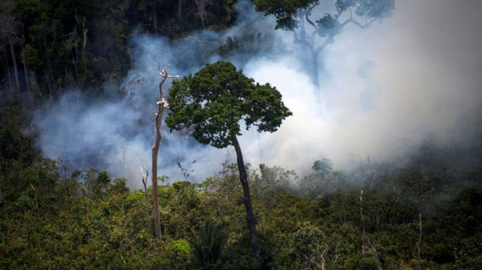 Zahl der Waldbrände in Brasilien drastisch gestiegen