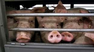 Greenpeace: Abgabe von 50 Cent pro Kilo Fleisch reicht für mehr Tierwohl
