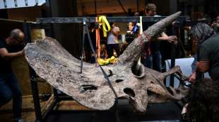 Triceratops "Big John" wird erstmals versteigert