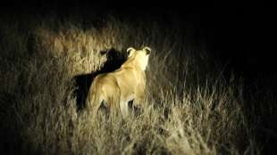 Löwenrudel entkommt aus Krüger-Nationalpark