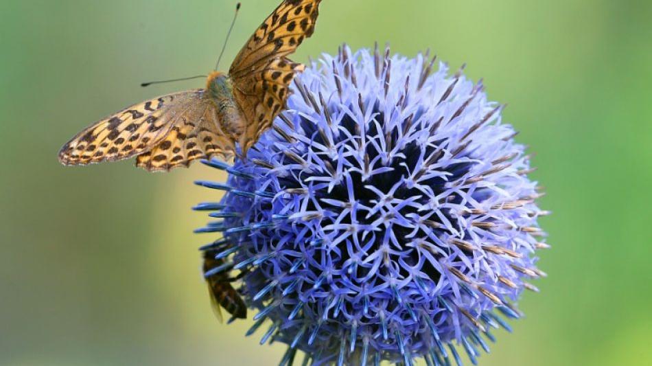 Natur und Umwelt: Immer weniger Schmetterlinge in Deutschland