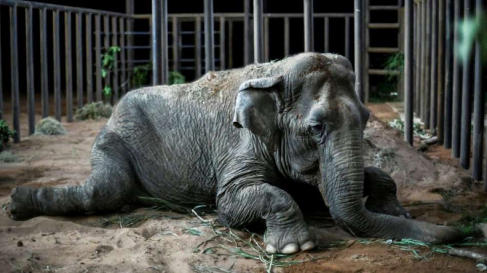 Geretteter Zirkus-Elefant beginnt neues Leben in brasilianischem Reservat