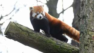 Aus Gehege ausgeb&uuml;xter Roter Panda nach gro&szlig;angelegter Suchaktion gefunden