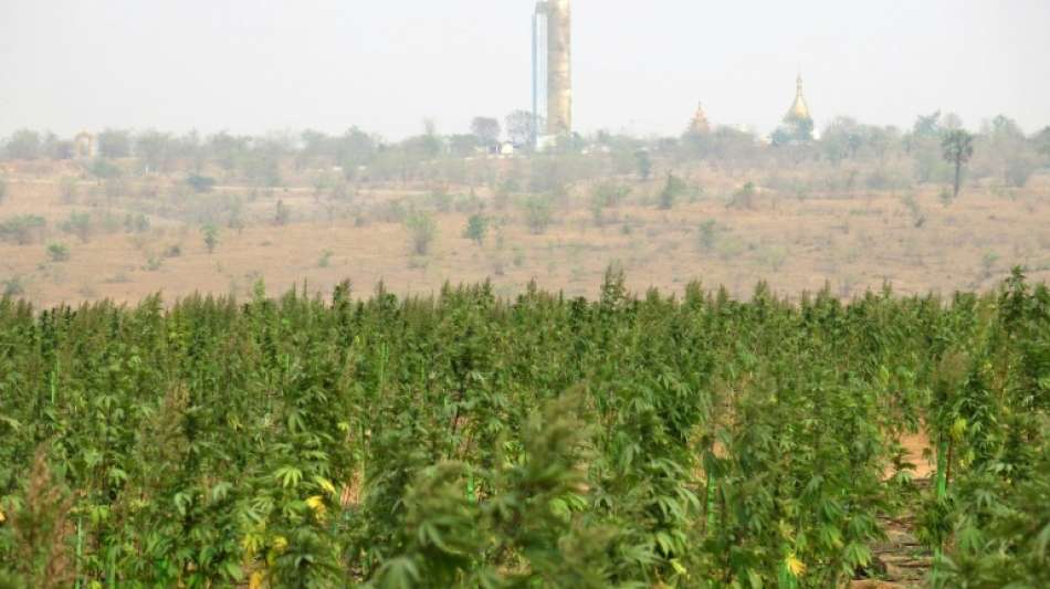 Facebook-Fotos führen Polizei von Myanmar zu riesiger Hanf-Plantage