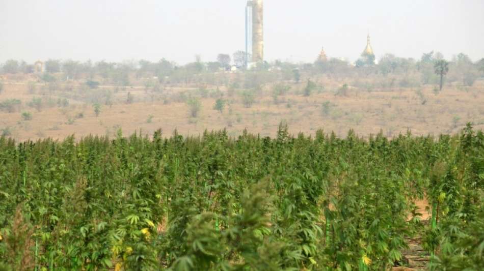 Facebook-Fotos führen Polizei von Myanmar zu riesiger Hanf-Plantage