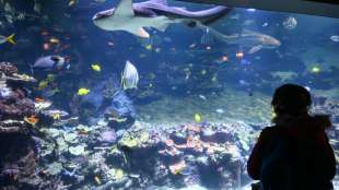 Ozeanerwärmung treibt weit mehr als 1000 Tierarten vom Äquator zu den Polen