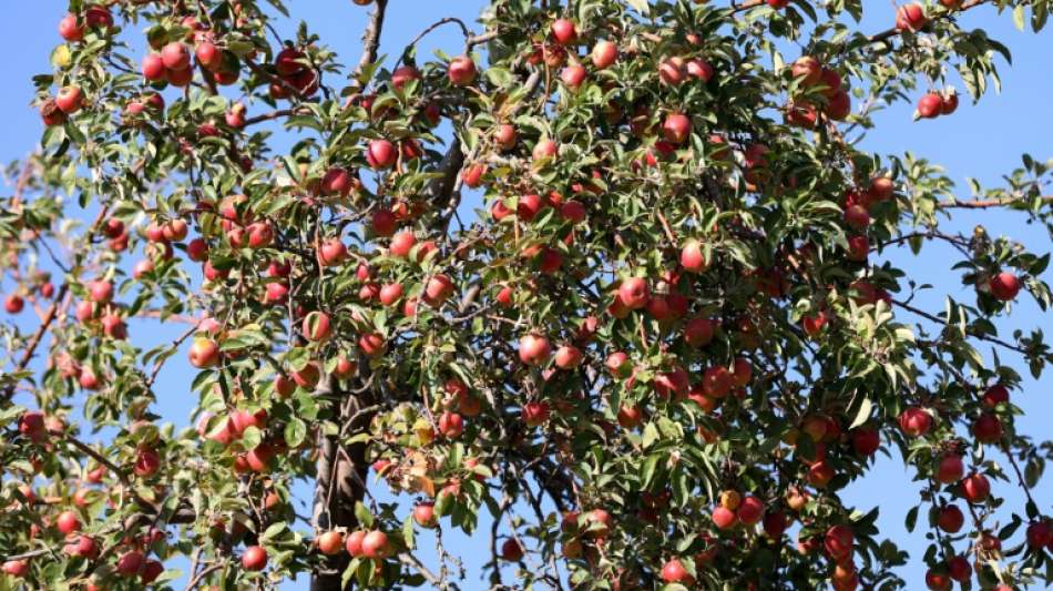 Stitung Warentest: Nur knapp jeder vierte Apfelsaft mit gut bewertet