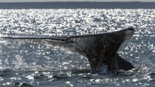 Kanada stuft drei Wal-Arten als gefährdet ein