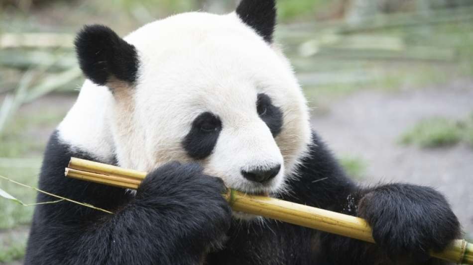 Panda im Berliner Zoo künstlich befruchtet
