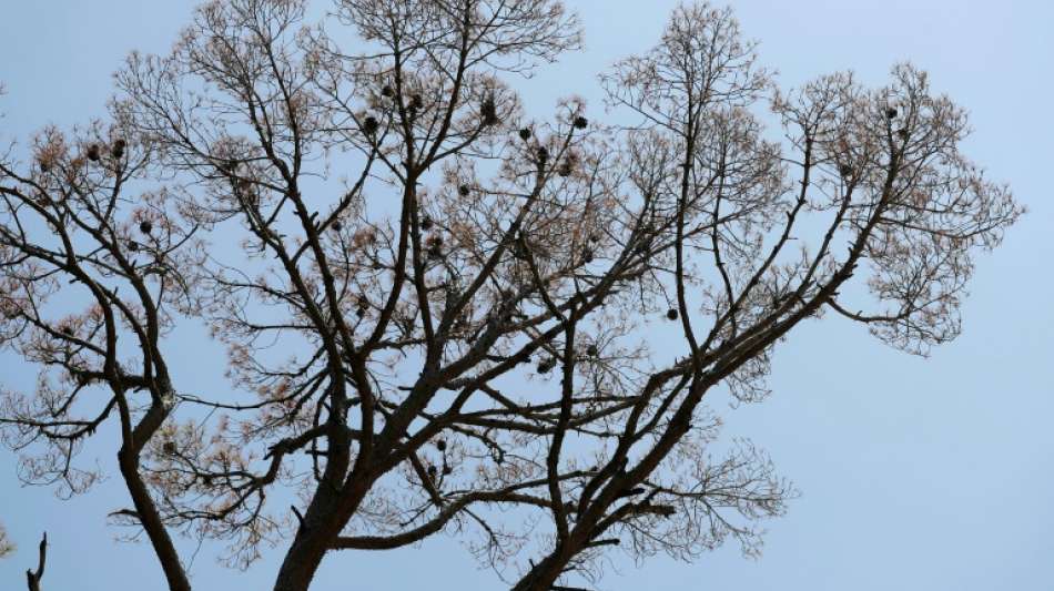 Her&uuml;berragender Baum darf auch bei drohendem Absterben zur&uuml;ckgeschnitten werden