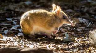 Kleines Beuteltier in Australien vor dem Aussterben gerettet