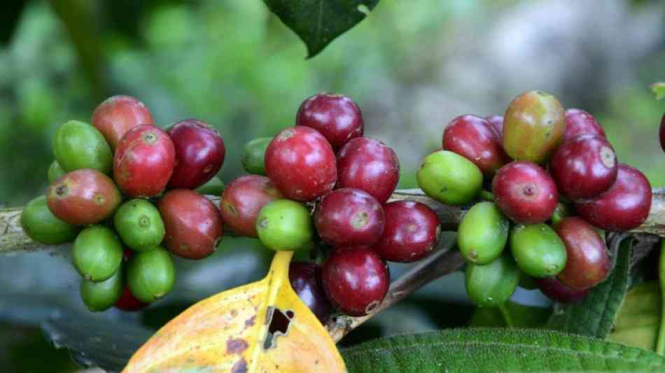 Klimawandel bedroht Kaffeebauern in Lateinamerika