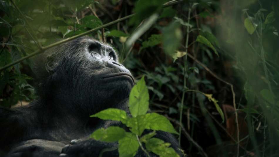 Seltener Gorilla-Nachwuchs in der Demokratischen Republik Kongo