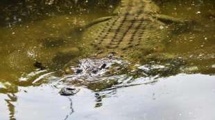 Schwimmer bei Krokodil-Attacke in Australien schwer verletzt