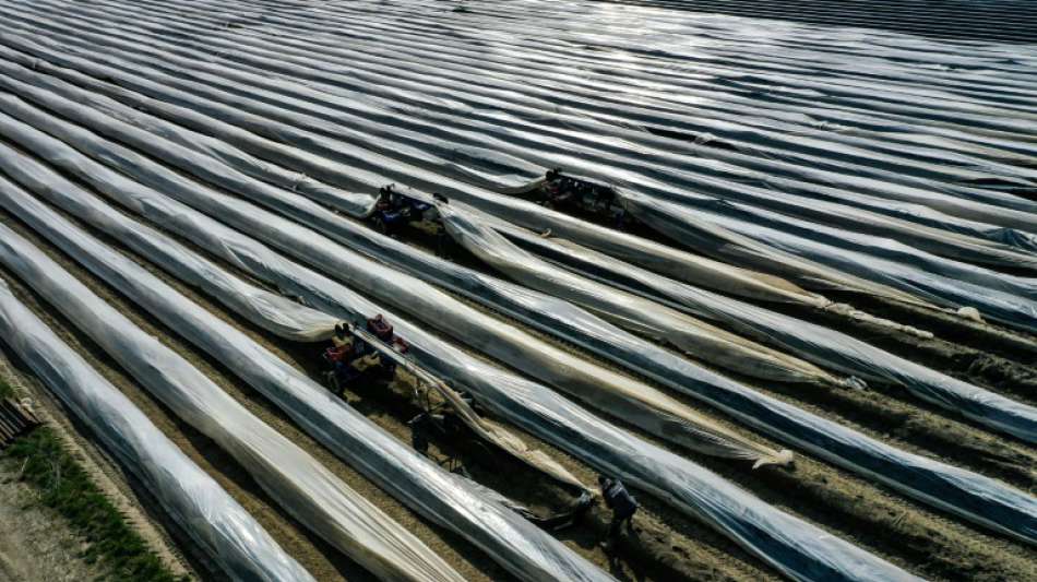 Zehn Prozent weniger Spargel im Corona-Jahr 2020 geerntet