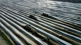 Zehn Prozent weniger Spargel im Corona-Jahr 2020 geerntet