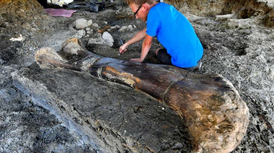 Riesiger Dinosaurier-Knochen in Frankreich gefunden