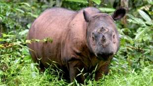Malaysias letzter Sumatra-Nashornbulle ist tot
