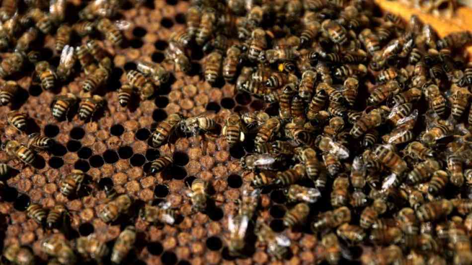 Brasilianische Polizisten bei Einsatz durch Bienenstiche verletzt