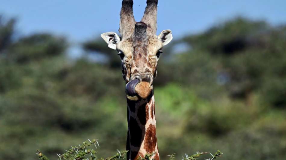 Giraffen sollen Schutzstatus erhalten