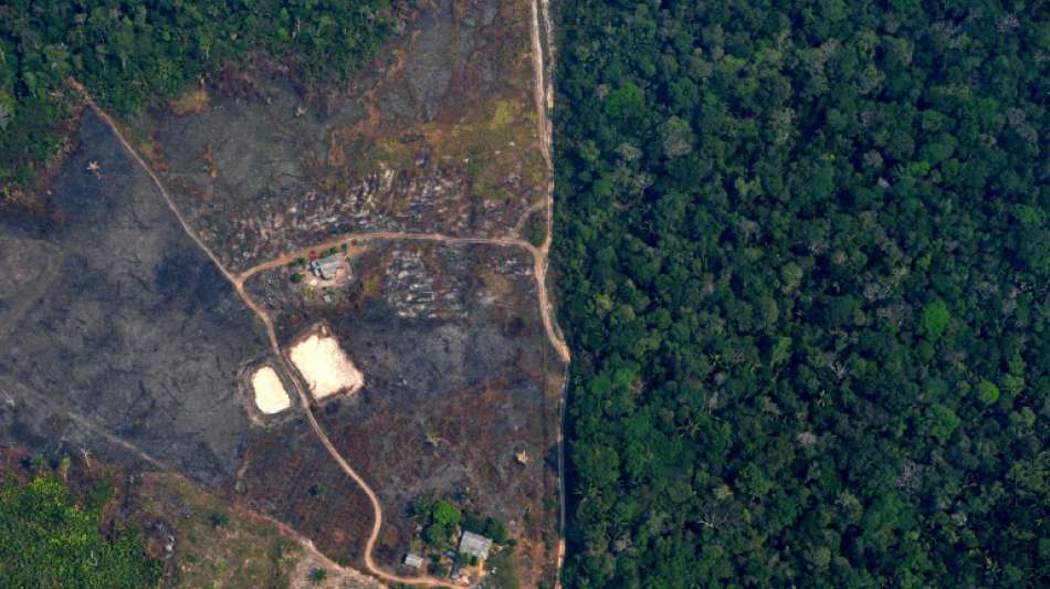 Große Vermögensverwalter fordern von Brasilien Rodungsstopp im Amazonasgebiet