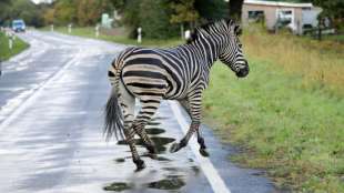 Entlaufenes Zebra in Mecklenburg-Vorpommern erschossen