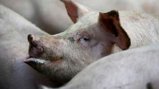 Trotz Öffnung von Tönnies wächst "Schweinestau" weiter an 