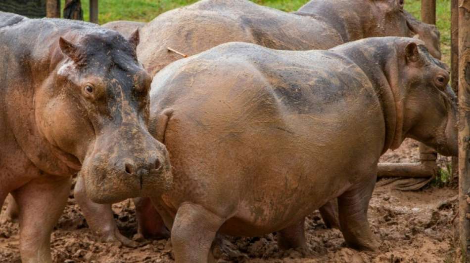 24 Nilpferde auf Pablo Escobars einstigem Anwesen sterilisiert