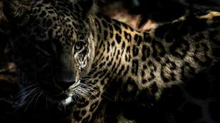 Leopard aus Stuttgarter Wilhelma soll nach seinem Tod noch Nachwuchs zeugen