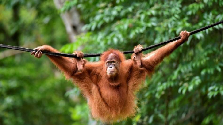 Orang-Utans nach zwei Jahren in Pflege auf Sumatra ausgewildert