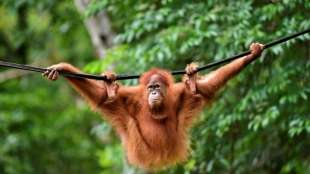 Orang-Utans nach zwei Jahren in Pflege auf Sumatra ausgewildert