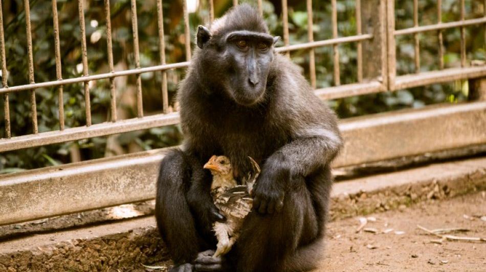 Einsamer Affe adoptiert Huhn in israelischem Zoo
