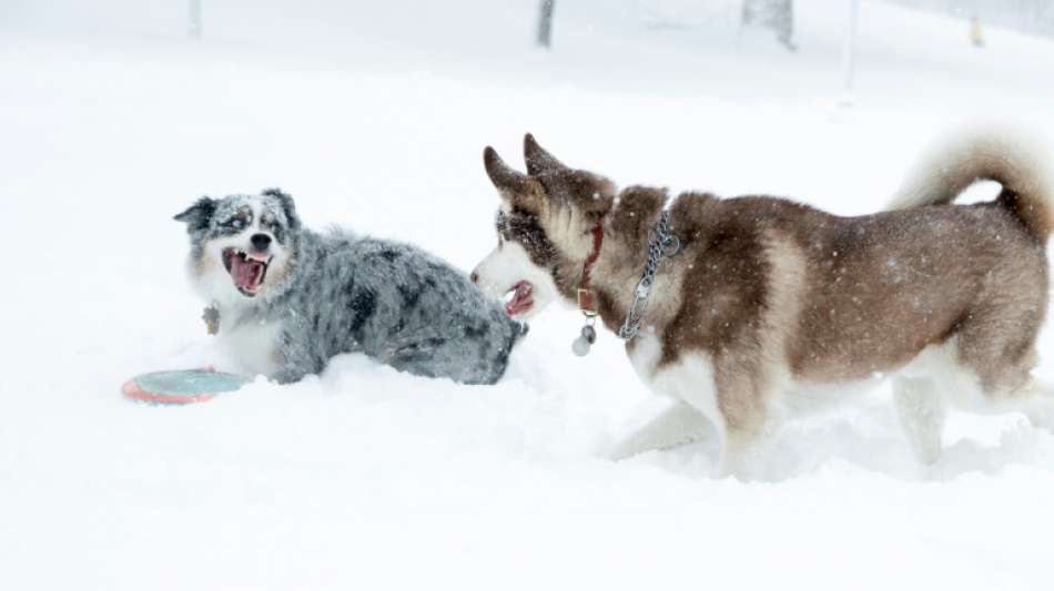 Studie: Hunde wollen im Spiel ihren Herrchen Freude bereiten