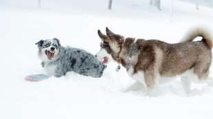 Studie: Hunde wollen im Spiel ihren Herrchen Freude bereiten
