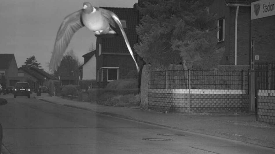 Taube kommt geblitztem Temposünder in NRW zur Hilfe