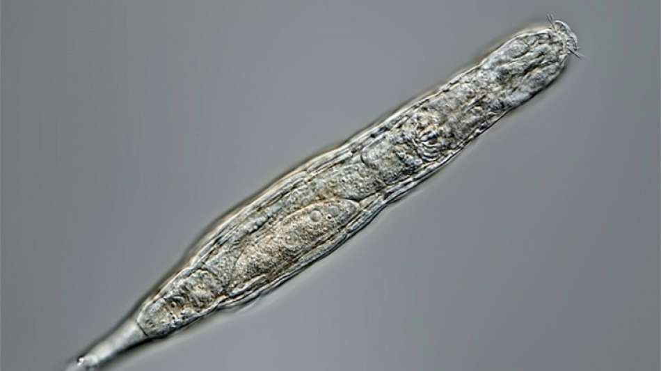 &Uuml;berlebensk&uuml;nstler im Permafrost