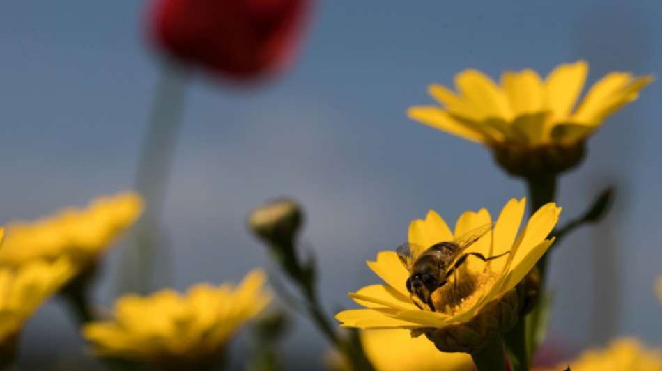 Rechnungshof kritisiert fehlenden Schutz für Wildbienen durch EU-Maßnahmen