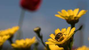 Rechnungshof kritisiert fehlenden Schutz für Wildbienen durch EU-Maßnahmen