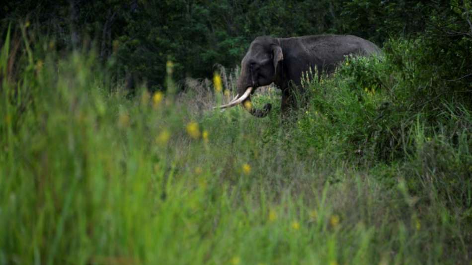 Von Herde ausgesto&szlig;ener Elefant t&ouml;tet binnen zwei Monaten 16 Menschen in Indien