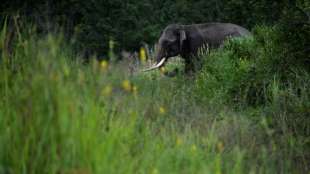Von Herde ausgesto&szlig;ener Elefant t&ouml;tet binnen zwei Monaten 16 Menschen in Indien