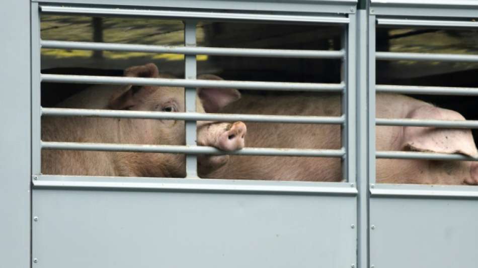 WWF fordert "kompletten Systemwechsel" für Nutztierhaltung und Fleischwirtschaft