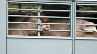 Kabinett beschließt Verbot von Werkverträgen in der Fleischindustrie 