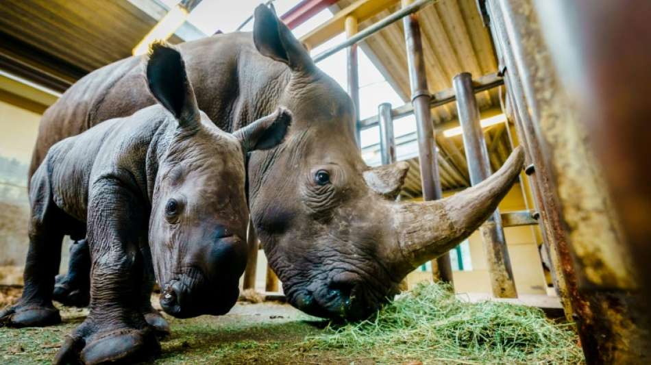 Nashorn ertrinkt bei Paarungsunfall in niederl&auml;ndischem Zoo