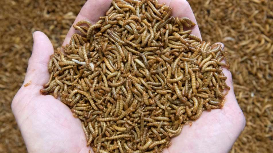 Mehlwurm als erstes Insekt in Europa zum Verzehr zugelassen