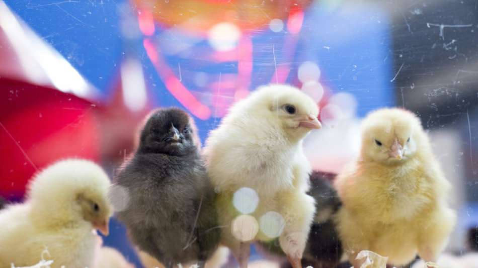 Lautstarke K&uuml;ken machen auf Stromausfall in pf&auml;lzischer Ortschaft aufmerksam