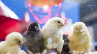 Lautstarke K&uuml;ken machen auf Stromausfall in pf&auml;lzischer Ortschaft aufmerksam