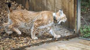 Mehr Luchse in Deutschland - Bestand der Pinselohren aber noch nicht stabil