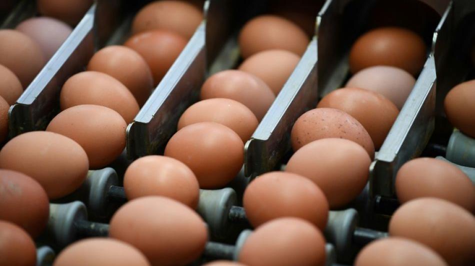 Skandal: 28 Millionen Fipronil-Eier nach Deutschland geliefert